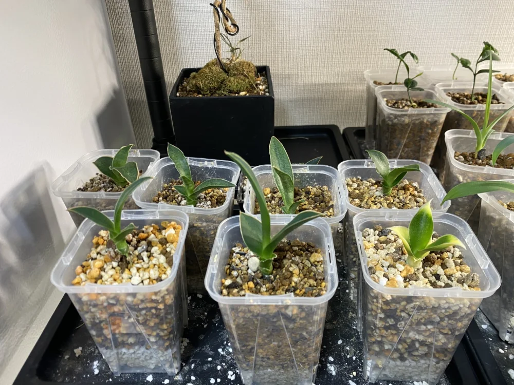 サンセベリア エチオピカ